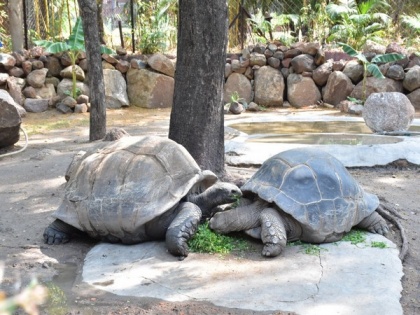 Couple adopts Galapagos Giant Tortoise at Nehru zoo in Hyderabad | Couple adopts Galapagos Giant Tortoise at Nehru zoo in Hyderabad