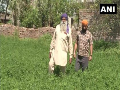 With no labourers due to lockdown, farmers in Ludhiana call for govt's help | With no labourers due to lockdown, farmers in Ludhiana call for govt's help