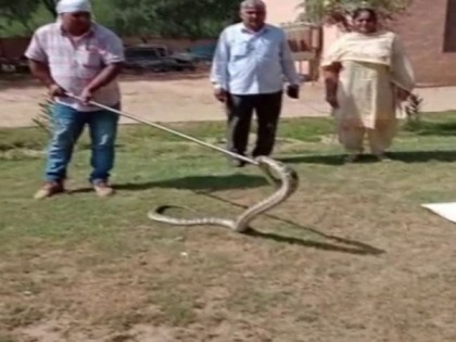 Haryana: 8-foot long python rescued by forest department from car in Hissar's auto market | Haryana: 8-foot long python rescued by forest department from car in Hissar's auto market