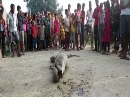 Python rescued from village in UP's Rampur | Python rescued from village in UP's Rampur