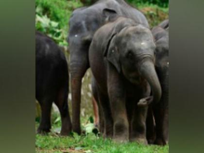 Carcass of elephant calf found in Assam's Nagaon | Carcass of elephant calf found in Assam's Nagaon