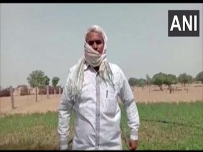 Locust attack in Rajasthan village, farmer says crops destroyed | Locust attack in Rajasthan village, farmer says crops destroyed