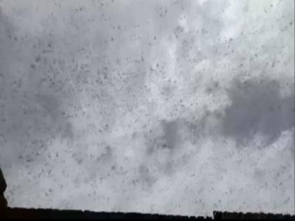Locals in Rajasthan's Bikaner beat utensils, burst crackers to drive away locusts | Locals in Rajasthan's Bikaner beat utensils, burst crackers to drive away locusts Locals in Rajasthan's Bikaner beat utensils, burst crackers to drive away locusts | Locals in Rajasthan's Bikaner beat utensils, burst crackers to drive away locusts