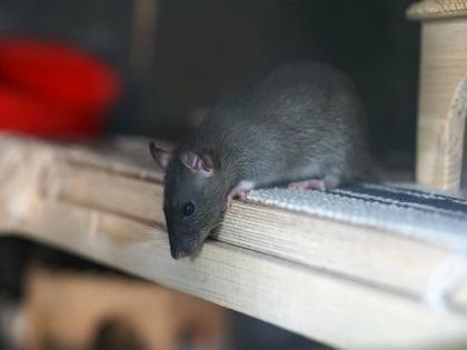 CDC issues guidelines aa Rats infect residential area amid restaurant closures | CDC issues guidelines aa Rats infect residential area amid restaurant closures CDC issues guidelines aa Rats infect residential area amid restaurant closures | CDC issues guidelines aa Rats infect residential area amid restaurant closures