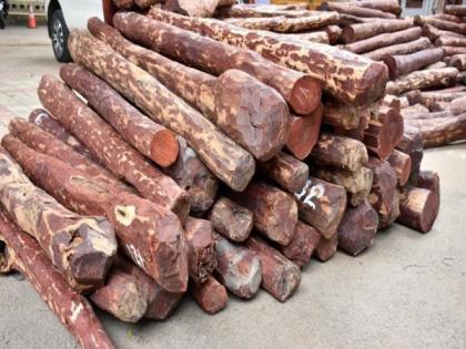 DRI seizes red sanders worth Rs 11.70 cr in Sabarmati | DRI seizes red sanders worth Rs 11.70 cr in Sabarmati DRI seizes red sanders worth Rs 11.70 cr in Sabarmati | DRI seizes red sanders worth Rs 11.70 cr in Sabarmati
