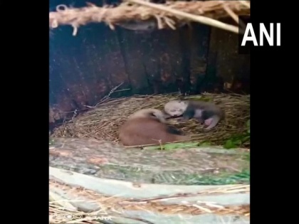 Meet two newborn red pandas at Darjeeling zoo | Meet two newborn red pandas at Darjeeling zoo