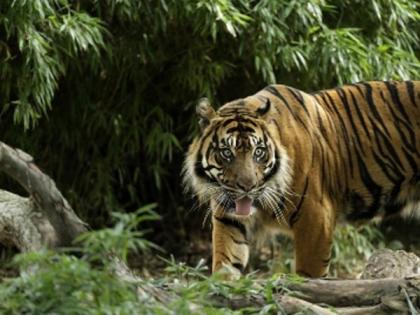 Red alert for all Rajasthan reserves, sanctuaries after tiger spotted with wire snare around neck | Red alert for all Rajasthan reserves, sanctuaries after tiger spotted with wire snare around neck
