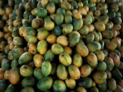 India shipped 2.5 MTs of GI certified mangoes to South Korea | India shipped 2.5 MTs of GI certified mangoes to South Korea