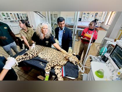 African Cheetahs get health checkups as MP's Kuno National Park awaits their arrival | African Cheetahs get health checkups as MP's Kuno National Park awaits their arrival
