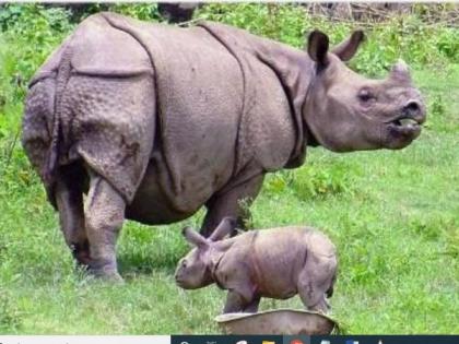 Rhino census begins at Assam's Kaziranga National Park | Rhino census begins at Assam's Kaziranga National Park Rhino census begins at Assam's Kaziranga National Park | Rhino census begins at Assam's Kaziranga National Park
