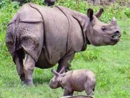 Kaziranga: Population of one-horned rhinoceros increases by 200 over last 4 years | Kaziranga: Population of one-horned rhinoceros increases by 200 over last 4 years Kaziranga: Population of one-horned rhinoceros increases by 200 over last 4 years | Kaziranga: Population of one-horned rhinoceros increases by 200 over last 4 years