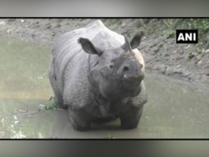 Two rhinos spotted in residential areas of Assam's Darrang | Two rhinos spotted in residential areas of Assam's Darrang