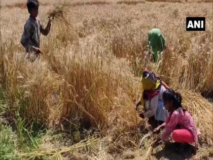 Lockdown : Non-availability of labour hits crop harvesting in Haryana's Rohtak | Lockdown : Non-availability of labour hits crop harvesting in Haryana's Rohtak