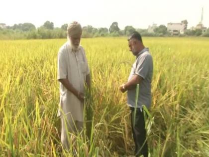 Cases of paddy straw burning drop in Punjab's Ludhiana | Cases of paddy straw burning drop in Punjab's Ludhiana