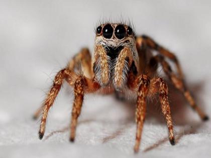 Surprising spider hair discovery may inspire stronger adhesives: Study | Surprising spider hair discovery may inspire stronger adhesives: Study