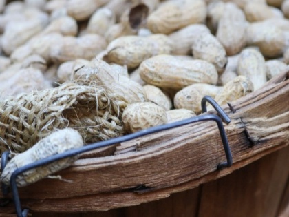 Peanuts potent in lowering cardiovascular disease risk: Study | Peanuts potent in lowering cardiovascular disease risk: Study