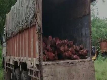 Forest officials seize lorry carrying 194 red sanders logs in AP's Nellore | Forest officials seize lorry carrying 194 red sanders logs in AP's Nellore Forest officials seize lorry carrying 194 red sanders logs in AP's Nellore | Forest officials seize lorry carrying 194 red sanders logs in AP's Nellore
