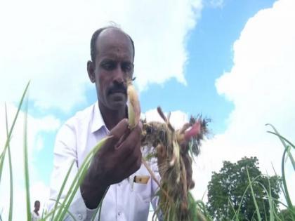 Heavy rains damage crops in Karnataka's Kalaburagi | Heavy rains damage crops in Karnataka's Kalaburagi