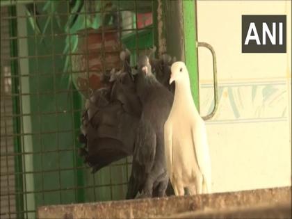 Several birds taken to hospital in Haryana's Gurugram due to heatstroke | Several birds taken to hospital in Haryana's Gurugram due to heatstroke Several birds taken to hospital in Haryana's Gurugram due to heatstroke | Several birds taken to hospital in Haryana's Gurugram due to heatstroke