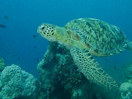 Pak losing traditional nesting sites for sea turtles due to increasing pollution, garbage: Report | Pak losing traditional nesting sites for sea turtles due to increasing pollution, garbage: Report