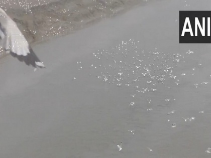 With advent of winter, Gujarat's Surat witnesses arrival of brown-headed Gulls | With advent of winter, Gujarat's Surat witnesses arrival of brown-headed Gulls