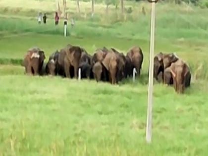 Elephant herd strays into village area in Andhra's Chittoor | Elephant herd strays into village area in Andhra's Chittoor