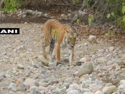 Media reports should focus on reasons behind Tiger death in country: Centre | Media reports should focus on reasons behind Tiger death in country: Centre