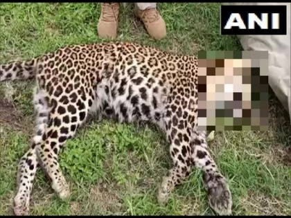 Leopard that had killed child shot dead in Uttarakhand | Leopard that had killed child shot dead in Uttarakhand