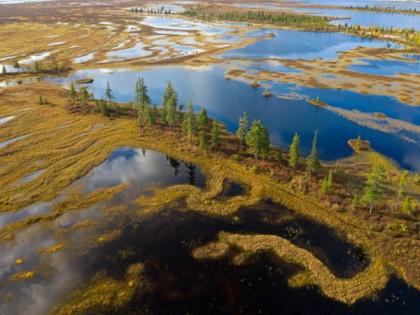Research: Siberian Tundra could virtually disappear by mid-millennium | Research: Siberian Tundra could virtually disappear by mid-millennium