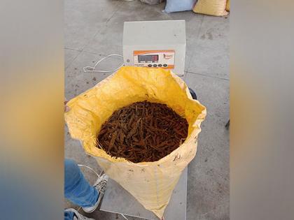Marijuana weighing 690 kgs seized, two held in Bengal | Marijuana weighing 690 kgs seized, two held in Bengal Marijuana weighing 690 kgs seized, two held in Bengal | Marijuana weighing 690 kgs seized, two held in Bengal