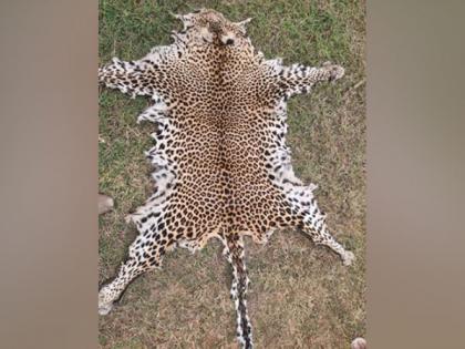 STF Odisha nabs wild life poacher, leopard skin seized | STF Odisha nabs wild life poacher, leopard skin seized