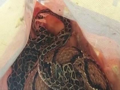 Russell's viper rescued from bathroom in Coimbatore, gives birth to 35 snakelets | Russell's viper rescued from bathroom in Coimbatore, gives birth to 35 snakelets