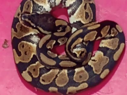 72 exotic snakes rescued at Bengaluru airport, 6 Capuchin monkeys found dead | 72 exotic snakes rescued at Bengaluru airport, 6 Capuchin monkeys found dead 72 exotic snakes rescued at Bengaluru airport, 6 Capuchin monkeys found dead | 72 exotic snakes rescued at Bengaluru airport, 6 Capuchin monkeys found dead
