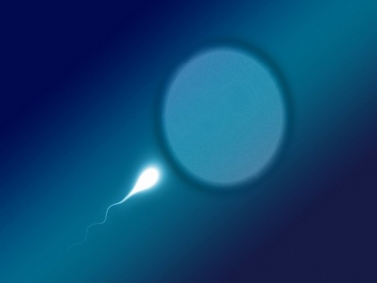 New study provides avenues for diagnosis, treatment of male infertility | New study provides avenues for diagnosis, treatment of male infertility
