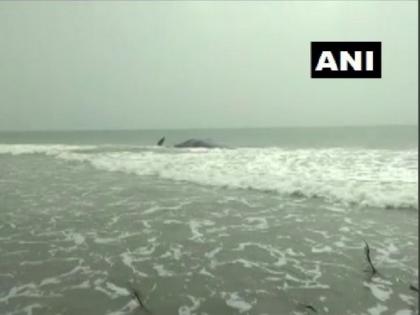 Carcass of giant sperm whale found in Odisha's Kendrapara | Carcass of giant sperm whale found in Odisha's Kendrapara