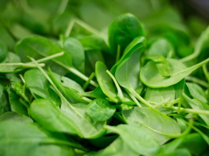Spinach is good for planet, finds study | Spinach is good for planet, finds study