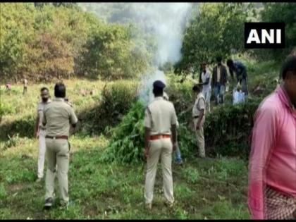 Odisha Police, forest officials destroy cannabis plants spread around 40 acres land | Odisha Police, forest officials destroy cannabis plants spread around 40 acres land