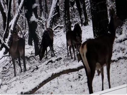 J-K: Authorities at Dachigam National Park arrange food for endangered Kashmiri Stag following snowfall | J-K: Authorities at Dachigam National Park arrange food for endangered Kashmiri Stag following snowfall