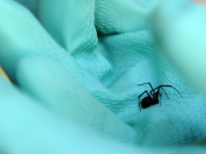Spiders inspired researchers to create a depth sensor | Spiders inspired researchers to create a depth sensor