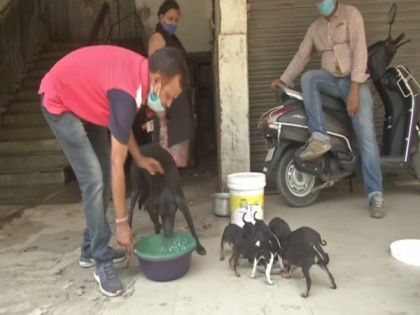 People feed stray animals amid COVID lockdown in Patna | People feed stray animals amid COVID lockdown in Patna