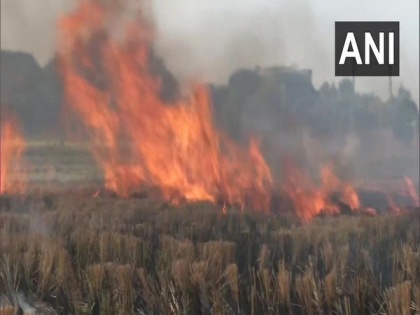 Stubble burning continues in parts of Punjab | Stubble burning continues in parts of Punjab