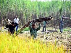UP polls: Sugarcane farmers of Kushinagar demand subsidised diesel, loan to buy seeds | UP polls: Sugarcane farmers of Kushinagar demand subsidised diesel, loan to buy seeds