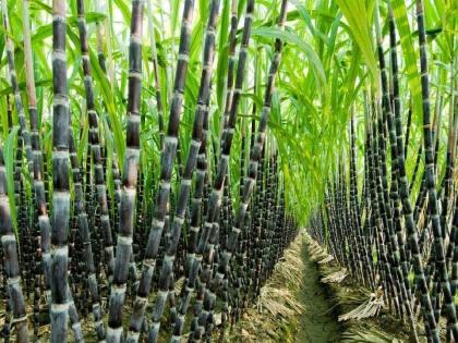 Clear dues of sugarcane growers, Punjab minister directs mill | Clear dues of sugarcane growers, Punjab minister directs mill Clear dues of sugarcane growers, Punjab minister directs mill | Clear dues of sugarcane growers, Punjab minister directs mill