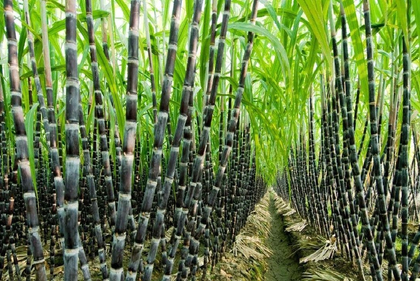Total area sown during current kharif season in India crosses 1,105.4 lakh hectares | Total area sown during current kharif season in India crosses 1,105.4 lakh hectares Total area sown during current kharif season in India crosses 1,105.4 lakh hectares | Total area sown during current kharif season in India crosses 1,105.4 lakh hectares