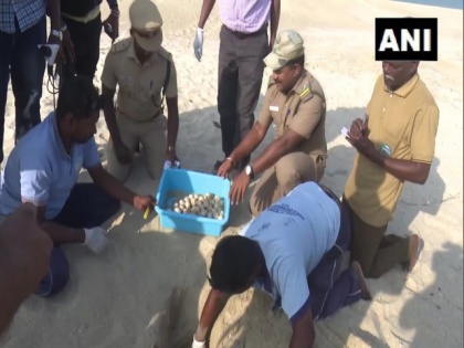 Tamil Nadu: Forest dept collects 484 turtle eggs at Dhanuskodi beach | Tamil Nadu: Forest dept collects 484 turtle eggs at Dhanuskodi beach