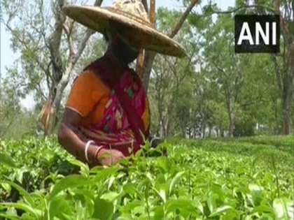 Nepali tea gets higher price in Indian market post lockdown | Nepali tea gets higher price in Indian market post lockdown