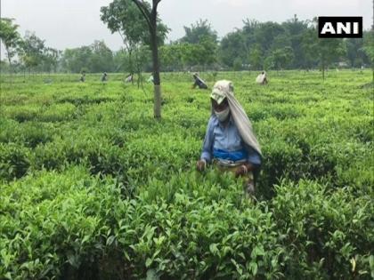 Covid-19 restrictions, lockdown hit Siliguri tea traders | Covid-19 restrictions, lockdown hit Siliguri tea traders