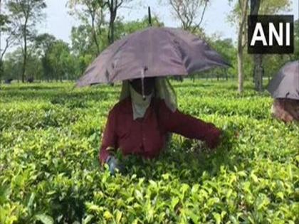 Tea gardens in Siliguri resumes operations amid lockdown | Tea gardens in Siliguri resumes operations amid lockdown