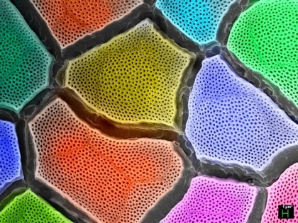 Researchers develop colour-changing artificial chameleon skin | Researchers develop colour-changing artificial chameleon skin