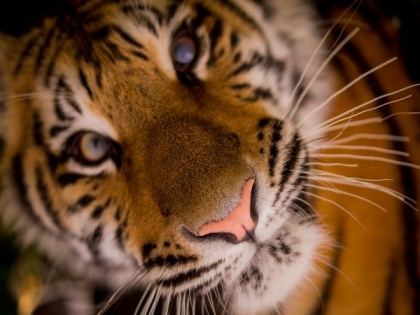 Telangana: 21-year-old Royal Bengal tiger dies at Nehru Zoological Park | Telangana: 21-year-old Royal Bengal tiger dies at Nehru Zoological Park